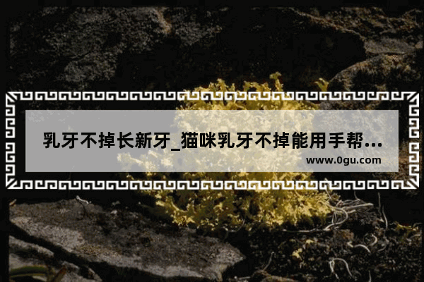 乳牙不掉长新牙_猫咪乳牙不掉能用手帮它吗