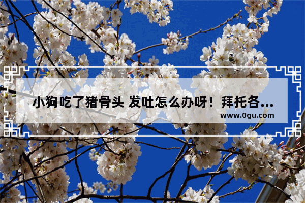 小狗吃了猪骨头 发吐怎么办呀！拜托各位大神,吞了骨头怎么办