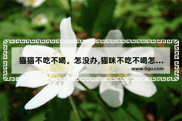 猫猫不吃不喝。怎没办,猫咪不吃不喝怎么办