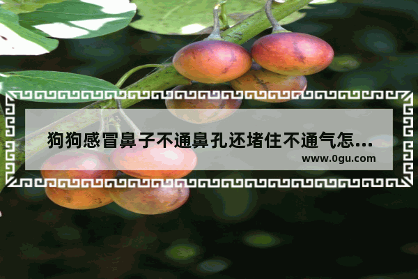狗狗感冒鼻子不通鼻孔还堵住不通气怎么办_感冒流鼻涕鼻塞头痛鼻孔出气是热的吃什么药好