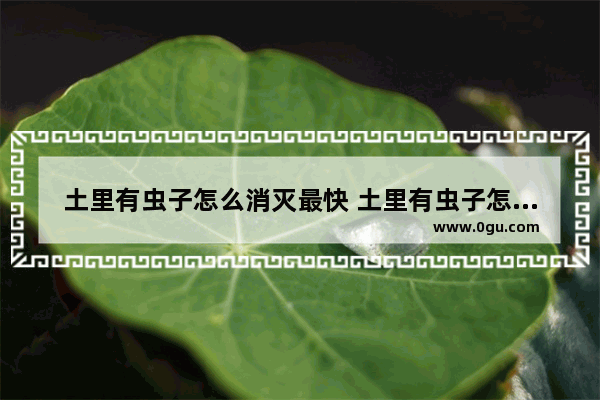 土里有虫子怎么消灭最快 土里有虫子怎么办