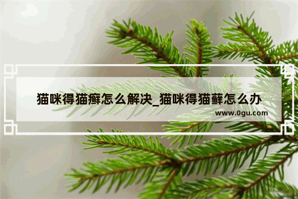猫咪得猫癣怎么解决_猫咪得猫藓怎么办