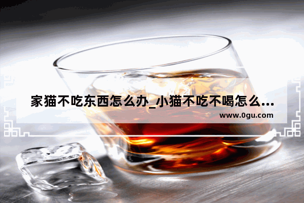 家猫不吃东西怎么办_小猫不吃不喝怎么自救
