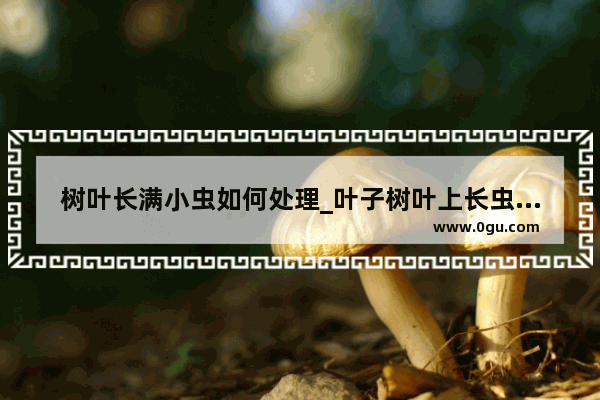 树叶长满小虫如何处理_叶子树叶上长虫怎么办