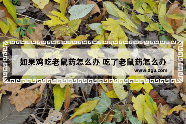 如果鸡吃老鼠药怎么办 吃了老鼠药怎么办
