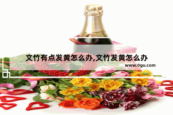 文竹有点发黄怎么办,文竹发黄怎么办
