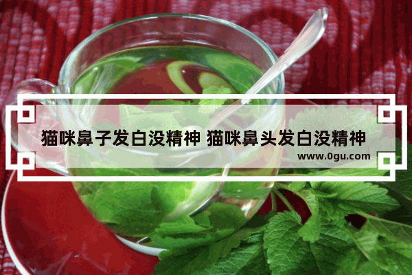 猫咪鼻子发白没精神 猫咪鼻头发白没精神 该怎么办,没鼻梁怎么办