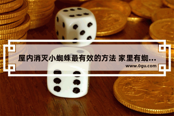 屋内消灭小蜘蛛最有效的方法 家里有蜘蛛怎么办