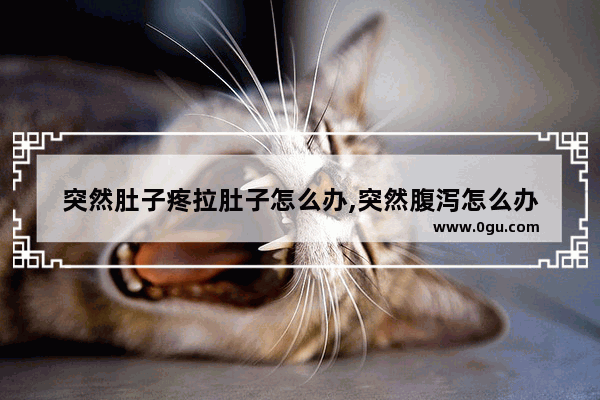 突然肚子疼拉肚子怎么办,突然腹泻怎么办