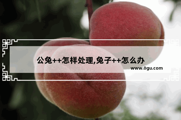 公兔++怎样处理,兔子++怎么办