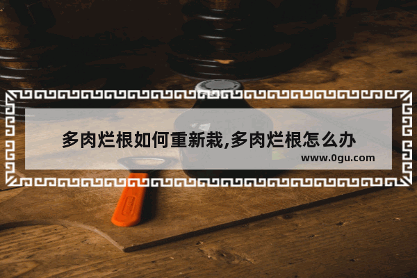 多肉烂根如何重新栽,多肉烂根怎么办