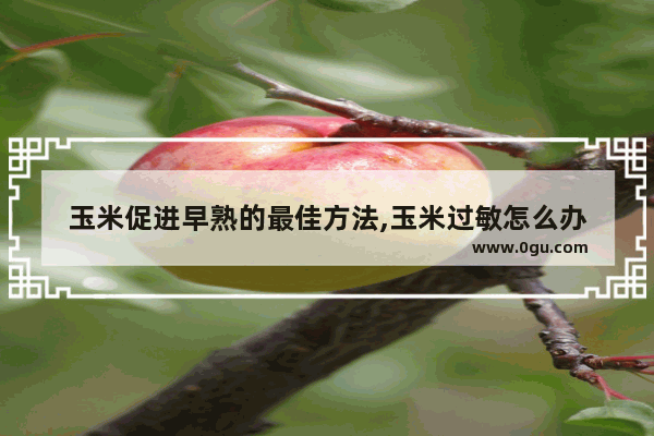 玉米促进早熟的最佳方法,玉米过敏怎么办