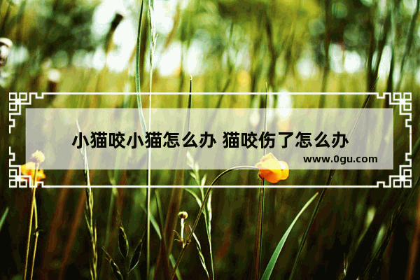 小猫咬小猫怎么办 猫咬伤了怎么办