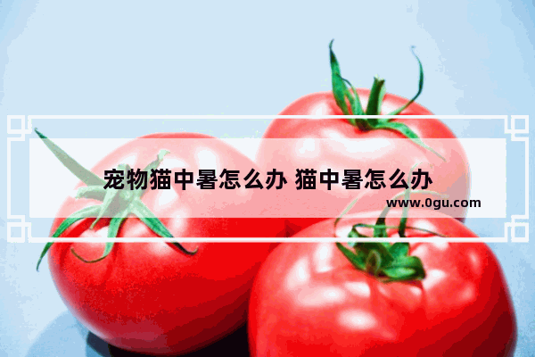 宠物猫中暑怎么办 猫中暑怎么办