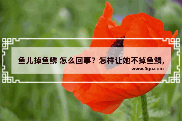 鱼儿掉鱼鳞 怎么回事？怎样让她不掉鱼鳞,鱼掉鳞怎么办