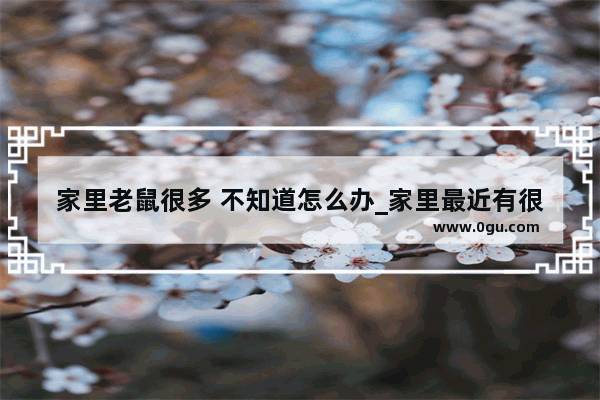 家里老鼠很多 不知道怎么办_家里最近有很多老鼠 到处是老鼠屎 有什么方法能驱逐老鼠嚒