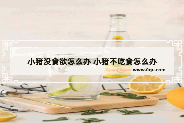 小猪没食欲怎么办 小猪不吃食怎么办