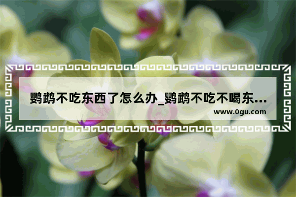 鹦鹉不吃东西了怎么办_鹦鹉不吃不喝东西怎办