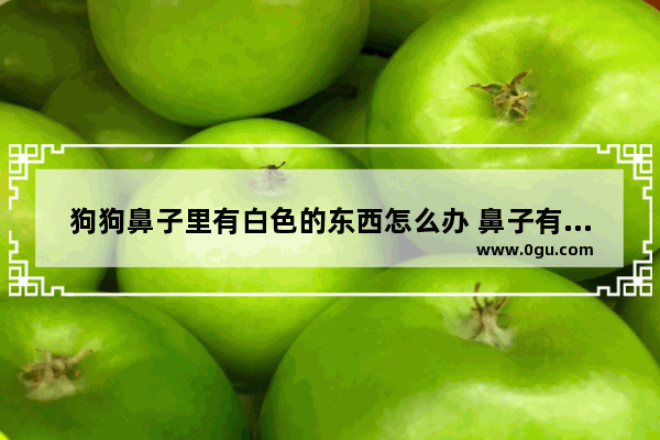 狗狗鼻子里有白色的东西怎么办 鼻子有异物怎么办