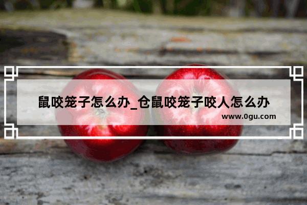 鼠咬笼子怎么办_仓鼠咬笼子咬人怎么办