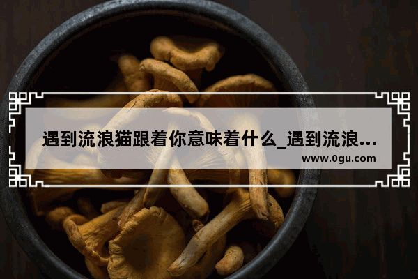 遇到流浪猫跟着你意味着什么_遇到流浪猫怎么办