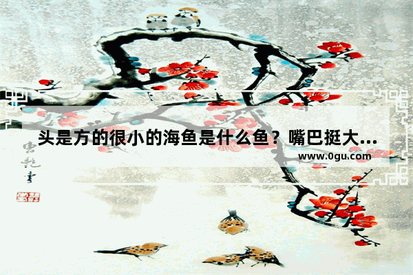 头是方的很小的海鱼是什么鱼？嘴巴挺大的 三亚水产码头买的 谁知道这是什么鱼？能吃吗,头太小怎么办