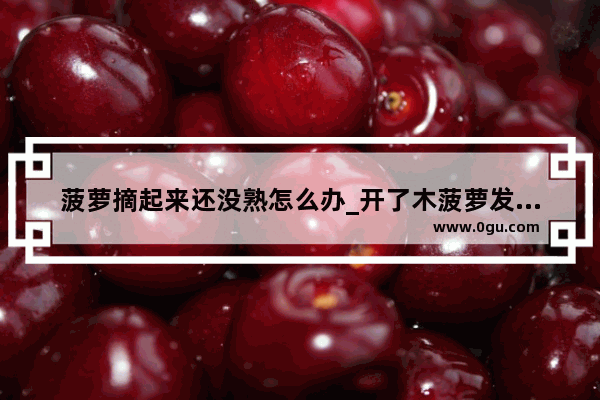 菠萝摘起来还没熟怎么办_开了木菠萝发现不够熟 如何补救啊