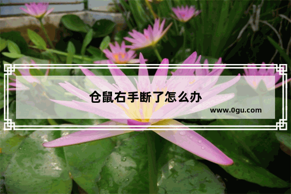 仓鼠右手断了怎么办