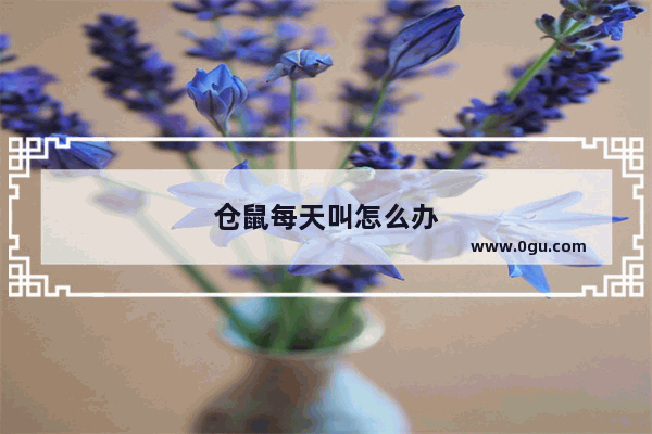 仓鼠每天叫怎么办