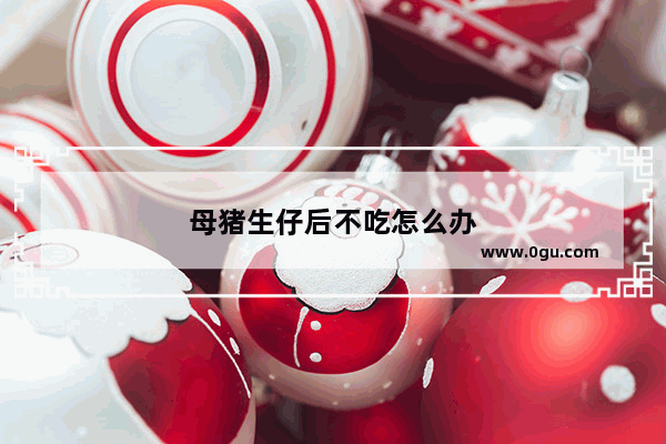 母猪生仔后不吃怎么办
