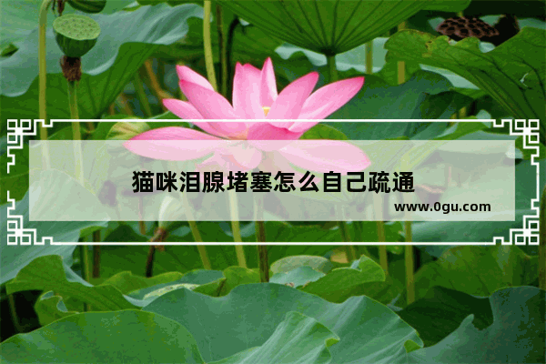 猫咪泪腺堵塞怎么自己疏通