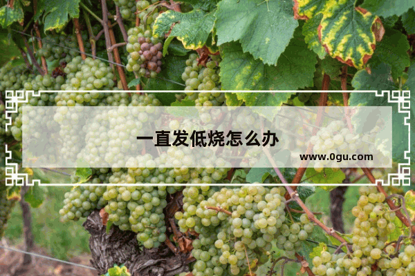 一直发低烧怎么办