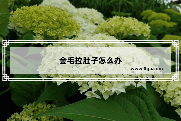 金毛拉肚子怎么办