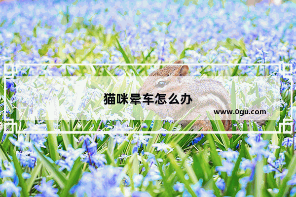 猫咪晕车怎么办