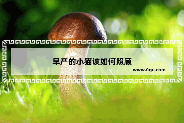 早产的小猫该如何照顾