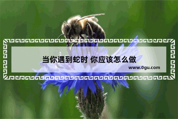 当你遇到蛇时 你应该怎么做