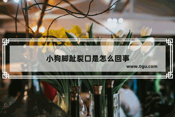 小狗脚趾裂口是怎么回事