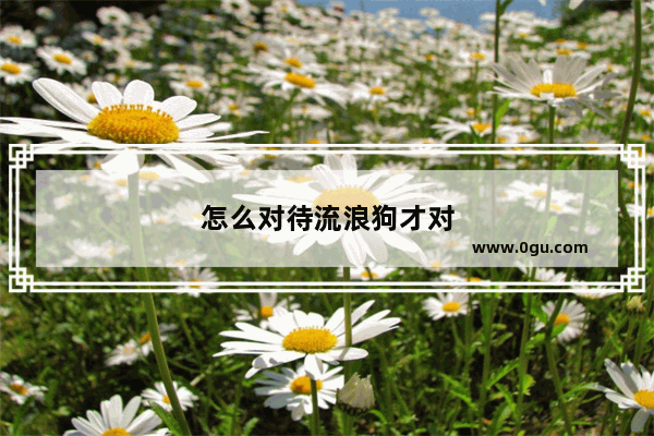 怎么对待流浪狗才对