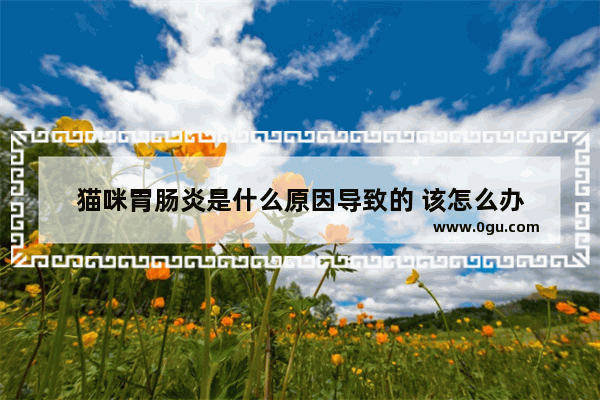 猫咪胃肠炎是什么原因导致的 该怎么办