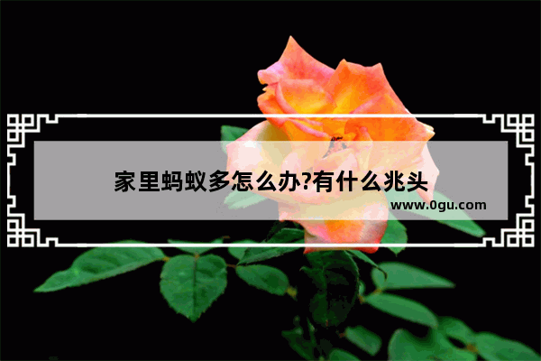 家里蚂蚁多怎么办?有什么兆头