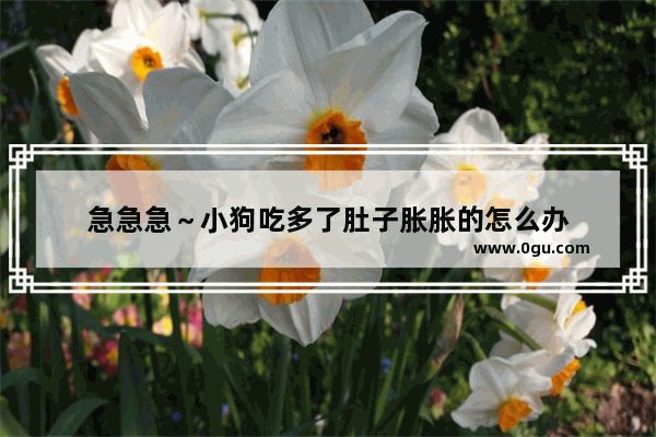 急急急～小狗吃多了肚子胀胀的怎么办