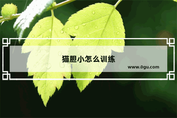猫胆小怎么训练