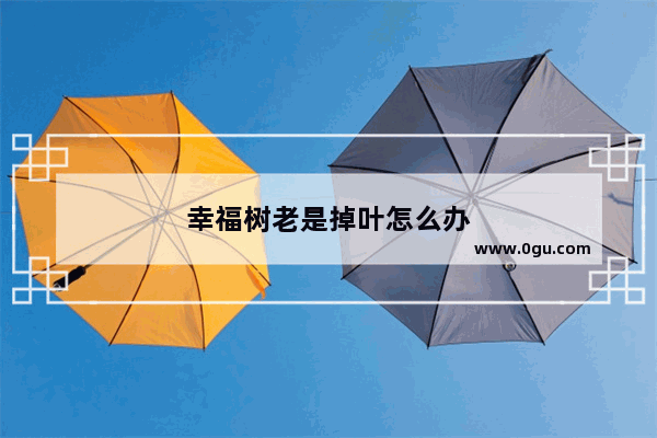 幸福树老是掉叶怎么办