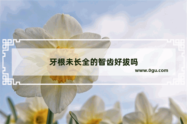 牙根未长全的智齿好拔吗