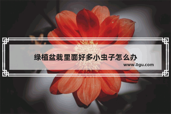 绿植盆栽里面好多小虫子怎么办