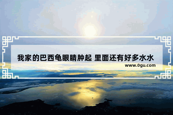 我家的巴西龟眼睛肿起 里面还有好多水水 要怎么搞