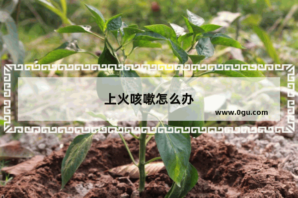 上火咳嗽怎么办