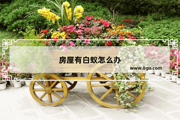 房屋有白蚁怎么办