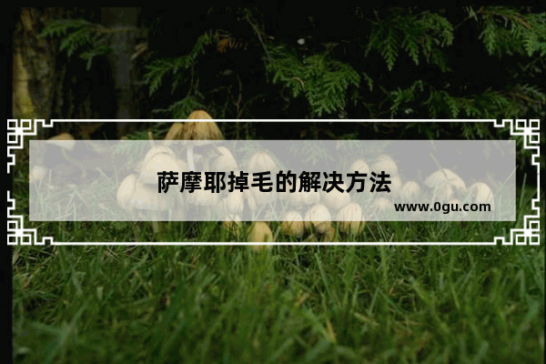 萨摩耶掉毛的解决方法