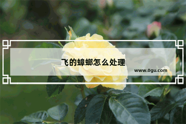 飞的蟑螂怎么处理